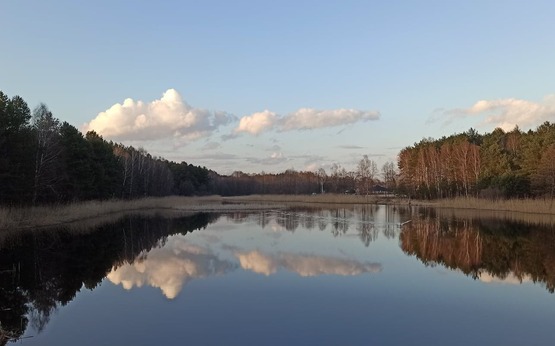 Korcewicz